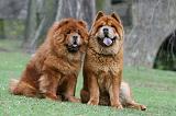 CHOW CHOW 750